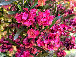 Image result for Dodonaea viscosa