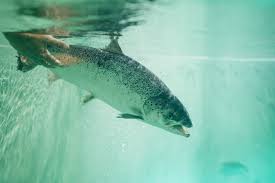 This allows them to grow strong and healthy in a humane way the waste generated in our. Atlantic Salmon With A Smaller Carbon Footprint The New York Times