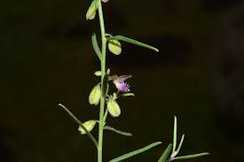 Image result for Polygala erioptera