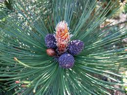 The extremely small bush with tightly congested, … Pinus Leucodermis Bosnian Pine For Sale