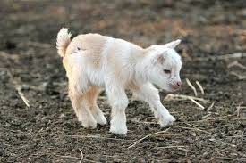 Image result for cute baby animals
