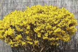Varieties Of Forsythia What Are Some Common Forsythia Bush Varieties Forsythia Bush Forsythia Yellow Shrubs