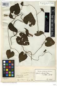 Image result for Ipomoea involucrata