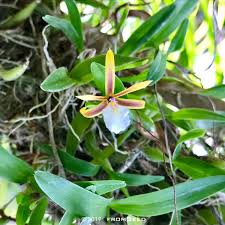 Popular encyclia orchid species encyclia tampensis. Fromseed On Twitter Bloomingtoday æœ¬æ—¥é–‹èŠ± Dinema Polybulbon Epidendrum Polybulbon Orchid Flower Dinema Polybulbon Dinema Polybulbon Epidendrum Orchidinbloom Fromseed Https T Co Yjxhuickxa