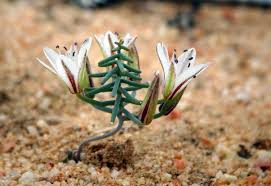 Image result for Eriospermum andongense