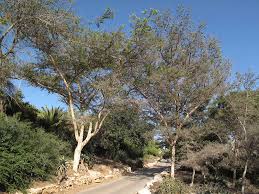Image result for Acacia sieberiana