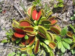 I noticed that my venus fly traps sometimes caught wasps.but i have to target a certain leaf and wait for this to catch a wasp.but it took a lot of time, so. Venus Flytraps Are Being Poached From Carolina Beach State Park Port City Daily
