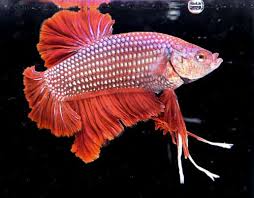 Live Giant Betta Fish Hmpk Red Star Special 3 0 Inch Thailand Breeders 178 Ebay In 2020 Betta Fish Betta Red Star