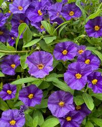 Image result for Lycianthes rantonnetii