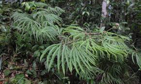 Image result for Sticherus