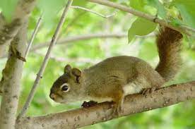 Ulat mulong terutama yang gemuk berlemak boleh dinikmati menerusi pelbagai jenis masakan sama. Tupai Dan Ulat Sagu Boleh Dimakan