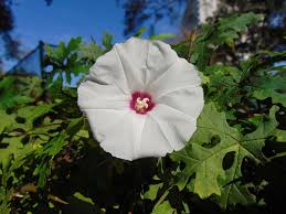 Image result for Merremia