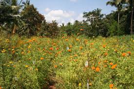 Icar Research Complex For Goa