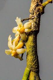 Image result for Tridactyle scottellii