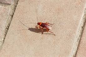 螂蜩(蝉的一种。 体长七八分, 色黑, 杂黄绿斑纹, 腹部面有白粉, 翅无色透明); æ¢¦è§è'èç¬å°èº«ä¸ å'¨å¬è§£æ¢¦