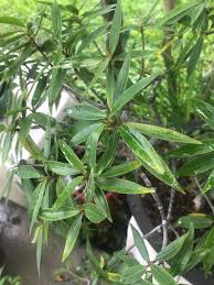 Image result for Actinodaphne