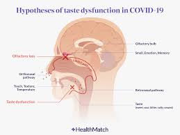 Image result for Taste Dysfunction