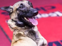 For both training options, dogs need to be 16 weeks or older. Downtown Dogs Chicago Chicago Dog Training