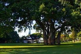Kissenschrank m von village garden ist die ideale lösung zum verstauen von kissen oder gartengeräten. Waimea Plantation Cottages Geheimtipp Auf Kauai
