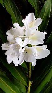 White Butterfly Ginger Hedychium Coronarium Fragant Hedychium Coronarium Ginger Ginger Plant Flower Ginger Flower Lily Plants