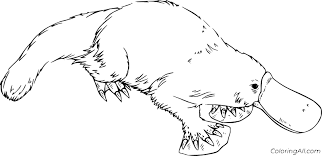 Platypus coloring pages are a fun way for kids of all ages to develop creativity, focus, motor skills and color recognition. Realistic Platypus Coloring Page Coloringall
