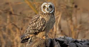 Birds Native To Colorado Springs This Open Country Hunter Is One Of The World S Most Widely Distributed Owls And Among The Most Frequently Seen In Daylight Short Eared Owl Owl Birds
