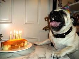 Du bist das beste, was der heutige tag zu bieten hat. Bilder Von Glucklichen Tieren Die Ihren Geburtstag Feiern Lustige Bilder