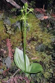 Image result for Liparis mulindana