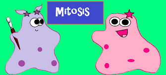 Mitosis The Amazing Cell Process That Uses Division To Multiply From The Amoeba Sisters Good Visuals And Explanation Of C Science Cells Cell Processes Mitosis