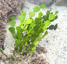 Most tap water has an extremely low level of salinity. The 10 Live Saltwater Aquarium Plants Guide Care