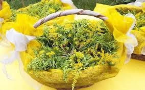 Noaptea de sanziene isi danseaza luna. Sanziene Pentru TiroidÄƒ Sanzienele AjutÄƒ La Reglarea FuncÈ›iilor È™i SecreÈ›iilor Tiroidei Avand Un Efect Pozitiv È™i Asupra Hormon Natural Remedies Herbs Plants