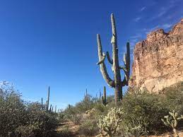 The saguaro cactus (carnegiea gigantea) is one of the defining plants of the sonoran desert. Q Az What Shapes Saguaro Cacti Fronteras