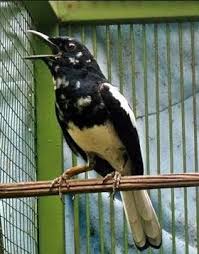 Ready stok jagal papua kutilang malaysia kacer jabar murai batu trotol samyong dll kios aris. 5 Jenis Burung Kacer Di Indonesia Beserta Ganbar Terlengkap
