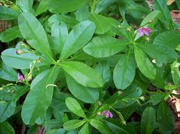Image result for Talinum fruticosum