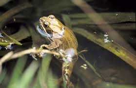 Yes, the last way to add biodiversity to your garden is to enjoy it. How To Help Frogs And Toads This Spring Healthy Pet Guide