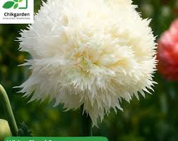Image result for Papaver somniferum White Cloud