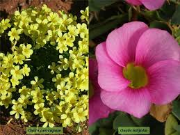 Image result for Oxalidaceae