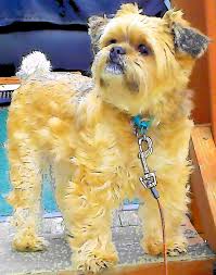 Amazon.com: The Adventures of Toby (Toby's Day at the Beach Book 3) eBook :  Robison, Tony, Robison, Sandy, Robison, Sandy: Kindle Store