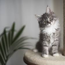 My mum's cat, for instance, will even go so. The Top Reasons To Keep Cats Indoors