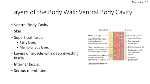 Solved The (B) Roin Body Cavities 6. Name The Muscle That | Chegg.Com