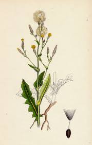 Image result for Lactuca imbricata