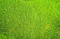 The dense turf of zoysia grass is often used in parks, golf courses, and other places of high foot traffic. 31 Zoysia Grasses Ideas Zoysia Grass Lawn Care Grass