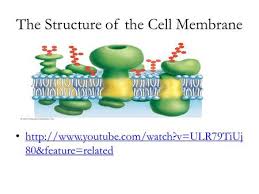 Introduction Into Cubic Phase Lipids Matt Chandler.