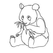 Oso Panda Para Colorear