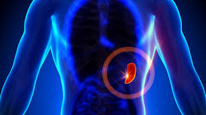 Oricare dintre acestea se poate inflama sau rani, provocand dureri. Ai Aceste Simptome Mare AtenÅ£ie Ai Splina MÄƒritÄƒ