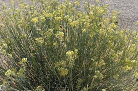 Asclepias Subulata Desert Milkweed Rush Milkweed Perennial Shrub That Grows To 3 4 Tall And Clumps Terminal Clus Perennial Shrubs Arizona Plants Asclepias