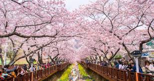 Festival Musim Semi Korea