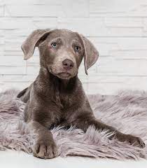 Weimaraner puppy hope you're doing well.from your friends at phoenix dog in home dog training… | Weimaraner Lab Mix Is This Cross Breed The Right Pup For Your Family