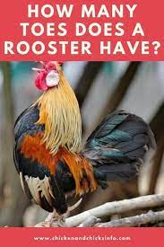 How Many Toes Does A Rooster Have 4 Plus A Spur Usually Chicken Chicks Info