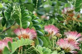 Image result for Albizia grandibracteata